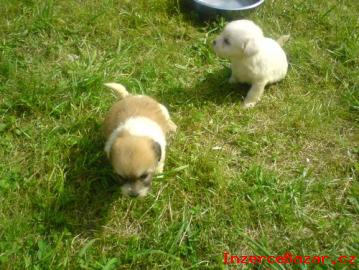 Coton de tulear bez PP