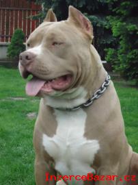 American Bully XL ttka s PP