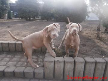 American Bully XL ttka s PP