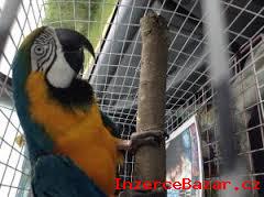 Krsn Ara Ararauna papouek Pro Prodej