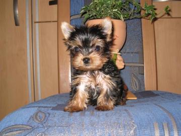 CKC Jorkrsk terir (Yorkie) tata -