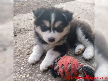 Štěňátka sibiřského husky