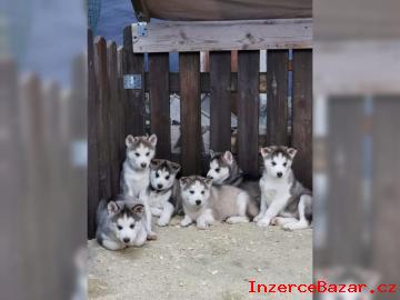 Štěňátka sibiřského husky