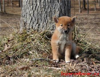 Shiba Inu tata s doklady