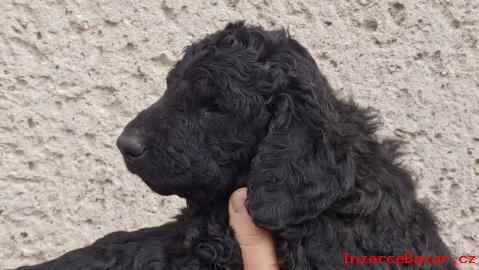 Curly Coated Retriever tn pejsek s PP