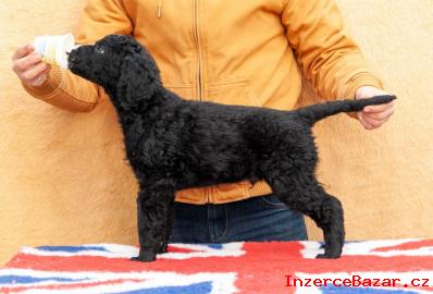 Curly Coated Retriever tn pejsek s PP