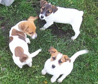 Jack Russell Terier tata s PP
