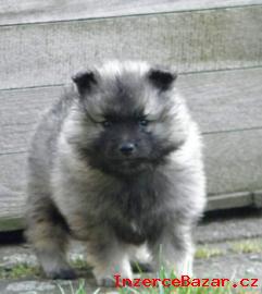 Nmeck pic vl/ Keeshond ttka PP