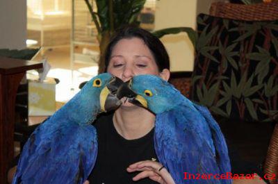 ochoen a mluvit macaws