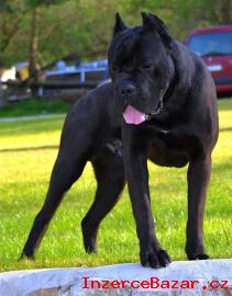 Cane corso tata