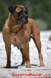 Cane corso tata