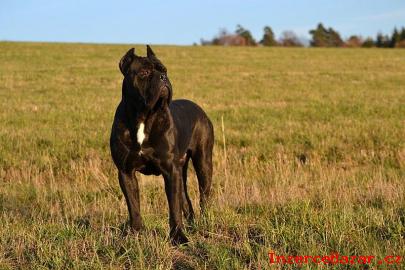 Cane corso tata