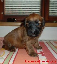 Briard - tata s PP