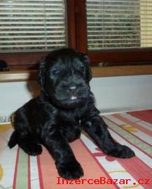 Briard - tata s PP