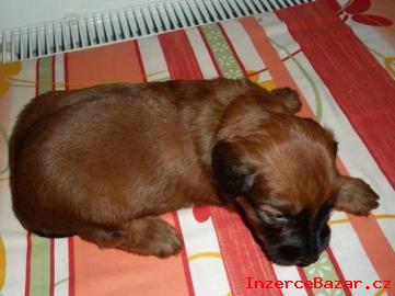 Briard - tata s PP