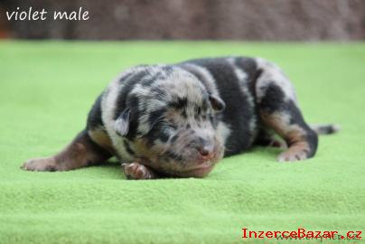 Beauceron štěňata