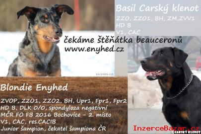 Beauceron štěňata