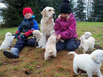 LABRADOR= žlutá a smetanová štěňata s pp