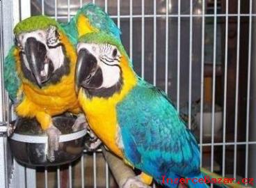 Ara Ararauna papousek papousci pro prode
