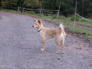 ivinka hled domov