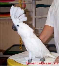 Dostupn Kakadu papouci