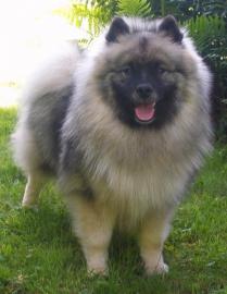 Keeshond / pic vl  tata s PP