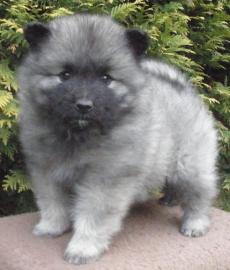 Keeshond / pic vl  tata s PP