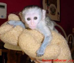 Dostupn Kapucnsk opice