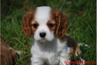 Sladk Kavalr King Charles panl ta