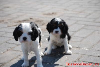 Sladk Kavalr King Charles panl ta