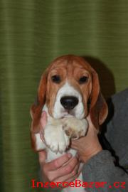 Beagle (bgl) krsn pejsci