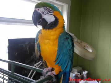 Zlat A Modr Papouek papouci pro prod