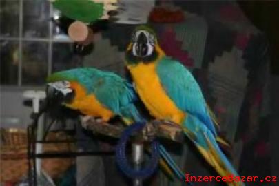 Modr a zlat papouek pro pijet