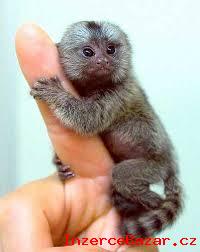 Krsn marmoset Opice