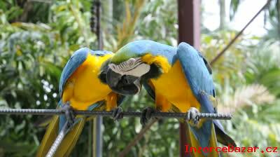 Samec a Samice Modr a zlat papouek