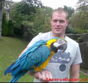 Samec a Samice Modr a zlat papouek