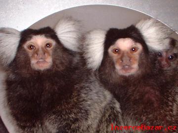 Pvabn Marmoset Opice Pro Prodej
