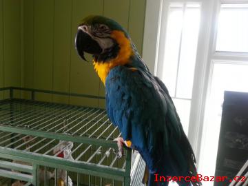 Ara Ararauna papouek Pro Prodej