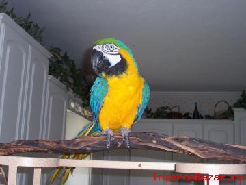 Ara Ararauna papouek Pro Prodej