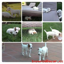 Parson Russell Terrier Jack s PP