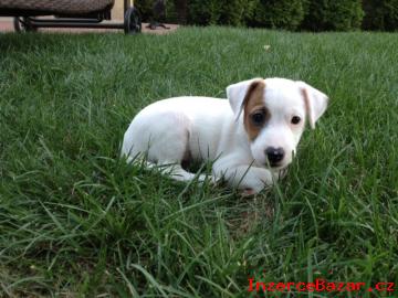 Parson Russell Terrier Jack s PP