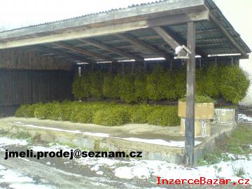 Jmel prodej 2013: Jmel vzan Vnoce
