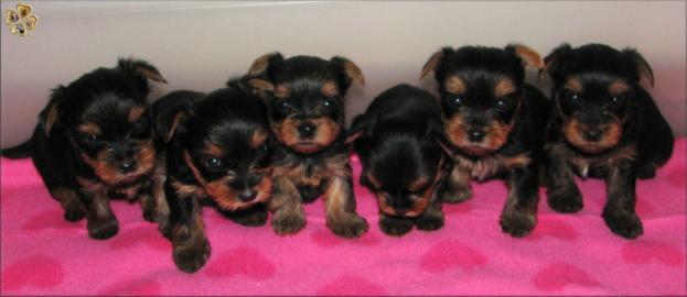 Yorkshire terrier s PP