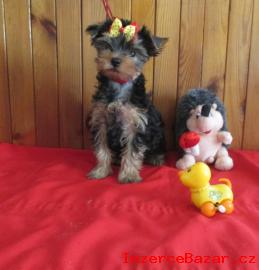 yorkshire terrier s PP