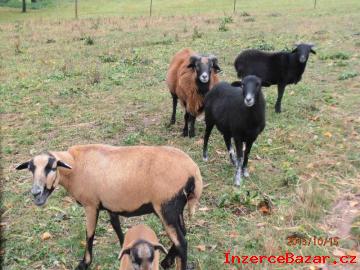Prodm kamerunsk ovce