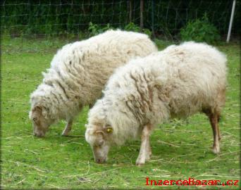 Ouessantsk (quessantsk) ovce na prodej