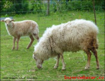 Ouessantsk (quessantsk) ovce na prodej