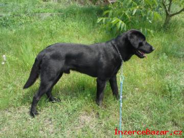 Labrador Retriever-kryt
