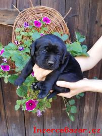 Štěňata labrador retriever