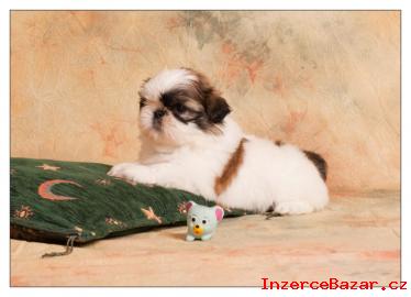 SHIH TZU ttka